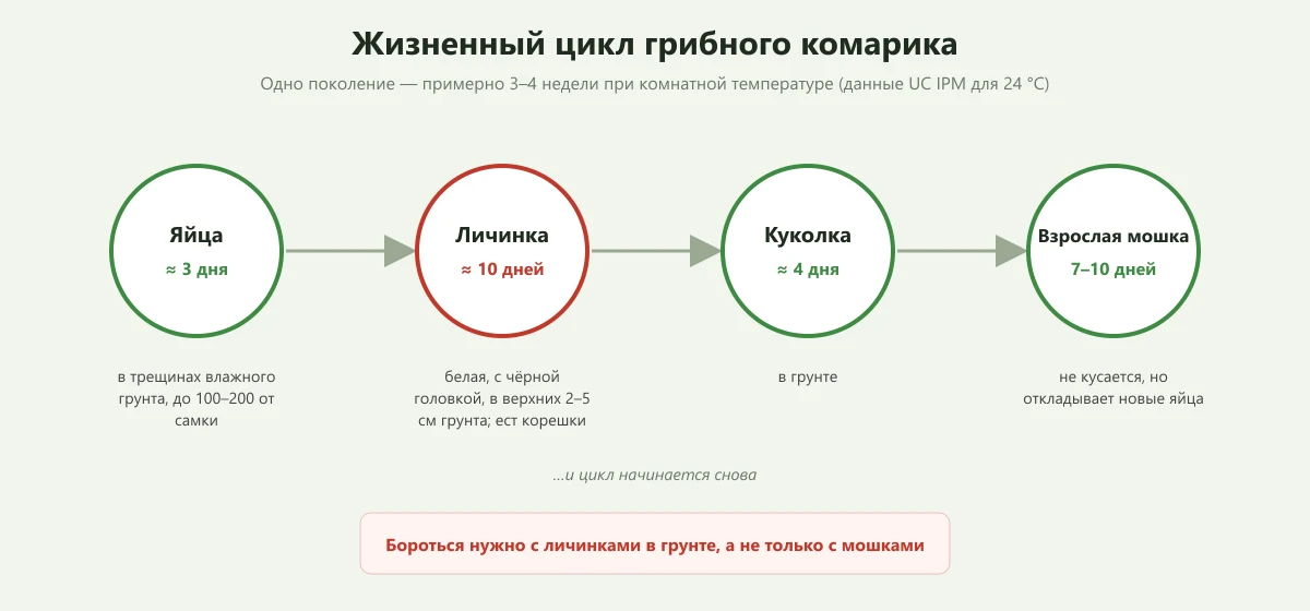 жизненный цикл грибного комарика: яйца, личинка, куколка, взрослая мошка
